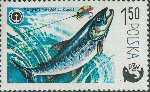 Salmo salar Salmo salar