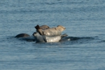 Harbour seals Harbour seals