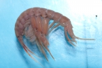 Melita formosa Melita formosa