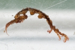Caprellidae Caprellidae