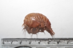 Stegocephalus inflatus Stegocephalus inflatus