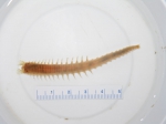 Amphicteis gunneri Amphicteis gunneri
