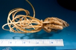 Heliometra glacialis
