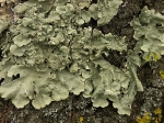 Fungi