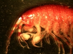 Eusirus cuspidatus Eusirus cuspidatus