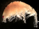 Monoculodes latimanus Monoculodes latimanus