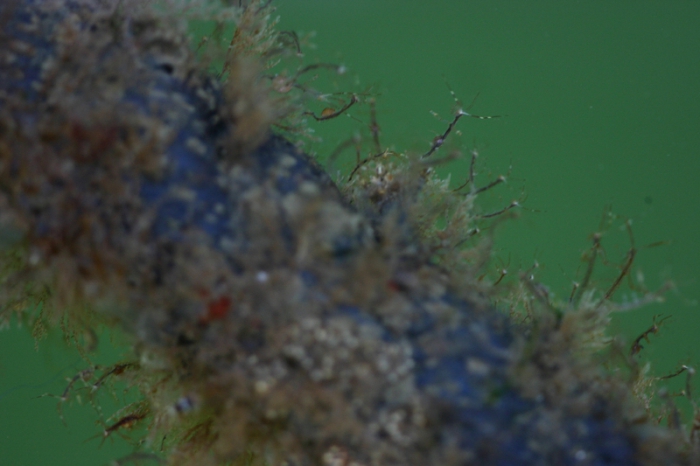 Machospookkreeftje (Caprella mutica)