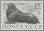 Odobenus rosmarus Odobenus rosmarus