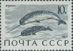 Monodon monoceros Monodon monoceros