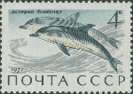 Delphinus delphis Delphinus delphis