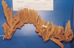 Rhaphidophlus seriatus, type specimen NHMB 16 (=Clathria (Thalysias) reinwardti) Rhaphidophlus seriatus, type specimen NHMB 16 (=Clathria (Thalysias) reinwardti)