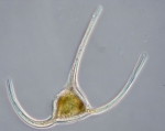 Ceratium longipes Ceratium longipes