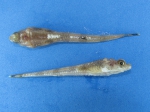 Ulcina olrikii
