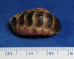 Ischnochiton exaratus Ischnochiton exaratus