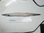 Arctozenus risso - white barracudina Arctozenus risso - white barracudina