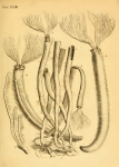 Corallina Tubularia Melitensis Ellis, 1755 Corallina Tubularia Melitensis Ellis, 1755