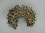 Aphroditella hastata - sea mouse (polychaete) Aphroditella hastata - sea mouse (polychaete)