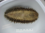 Aphroditella hastata Aphroditella hastata