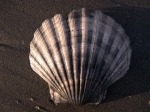 Pecten jacobeus (Linné, 1758) Pecten jacobeus (Linné, 1758)