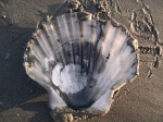 Pecten jacobeus (Linné, 1758) Pecten jacobeus (Linné, 1758)