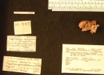 Hippospongia metachromia Hippospongia metachromia