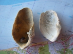 Zirfaea crispata (Linné, 1767) 