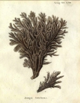 Spongia linteiformis Esper, 1797 Spongia linteiformis Esper, 1797