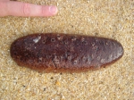 Holothuria (Holothuria) stellati? Holothuria (Holothuria) stellati?