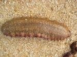 Holothuria (Holothuria) stellati? Holothuria (Holothuria) stellati?
