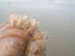 eggs of Nassarius reticulatus (Linnaeus, 1758)