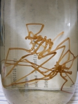 Pycnogonida