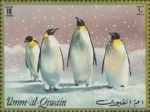 Aptenodytes forsteri