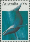 Balaenoptera musculus Balaenoptera musculus