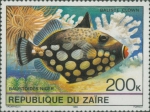 Balistoides conspicillum