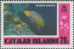 Bodianus rufus