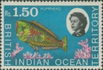 Bolbometopon muricatum