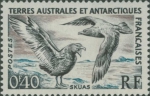 Catharacta skua