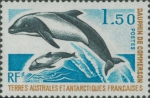 Cephalorhynchus commersonii Cephalorhynchus commersonii