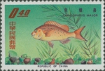 Chrysophrys major