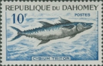 Cybium tritor