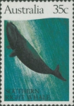 Eubalaena australis Eubalaena australis