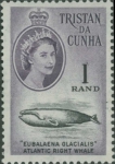 Eubalaena glacialis
