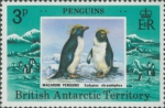 Eudyptes chrysolophus