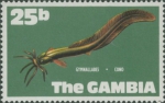 Gymnallabes sp.