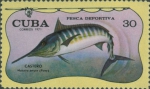 Makaira ampla