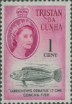 Nelabrichthys ornatus
