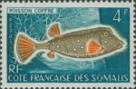 Ostracion sp.