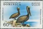 Pelecanus occidentalis