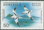 Phaethon lepturus
