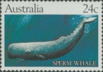 Physeter macrocephalus Physeter macrocephalus